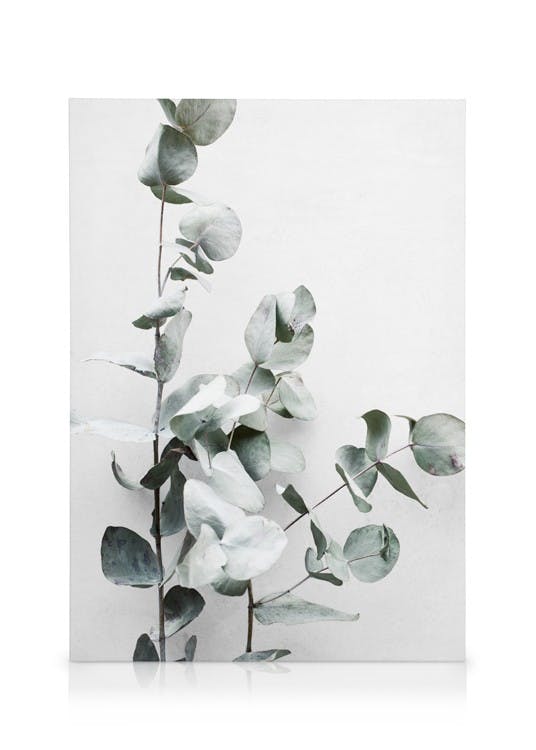 Canvas Schilderijen Eucalyptus Twigs No1 Canvas (50x70 cm - Fotolijst Eiken)