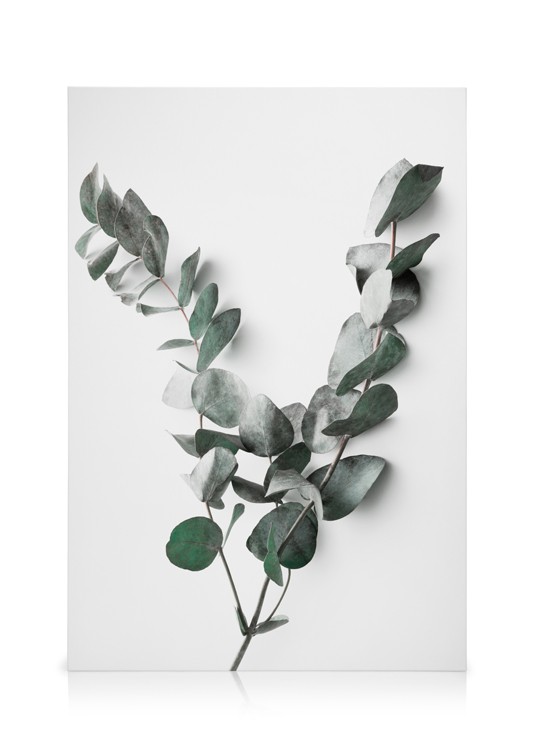 Eucalyptus Twigs No2 Canvas Eucalyptus branch Desenio.co.uk