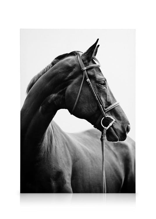 Canvastavlor Portrait of Horse Canvastavla (50x70 cm)