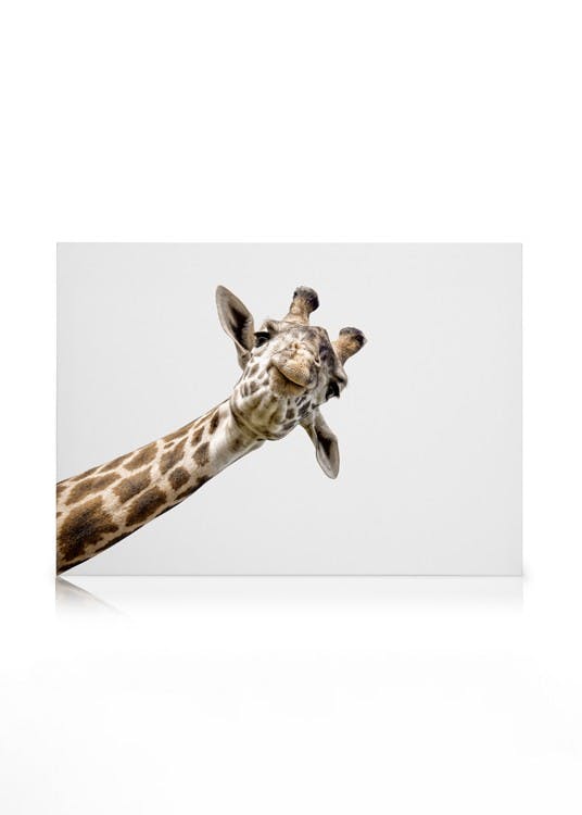Curious Giraffe Tableau sur toile (30x40 cm - Cadre de chêne) - Animaux sauvages