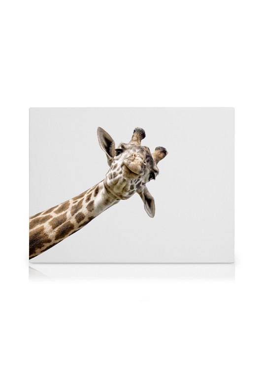 Curious Giraffe Tableau sur toile - Girafe 