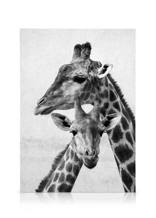 Telas decorativas Giraffe Emotions Quadro em tela (30x40 cm - Moldura de Carvalho)