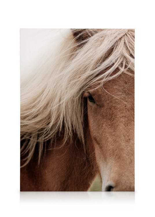 Canvas Prints Chestnut Horse Canvas print (50x70 cm - Oak Frame)
