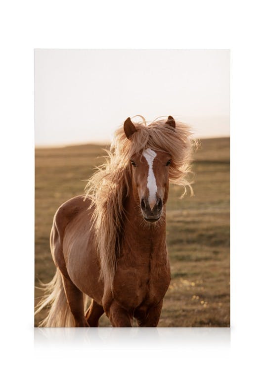 Canvas Prints Golden Horse Canvas print (50x70 cm - Black Frame)