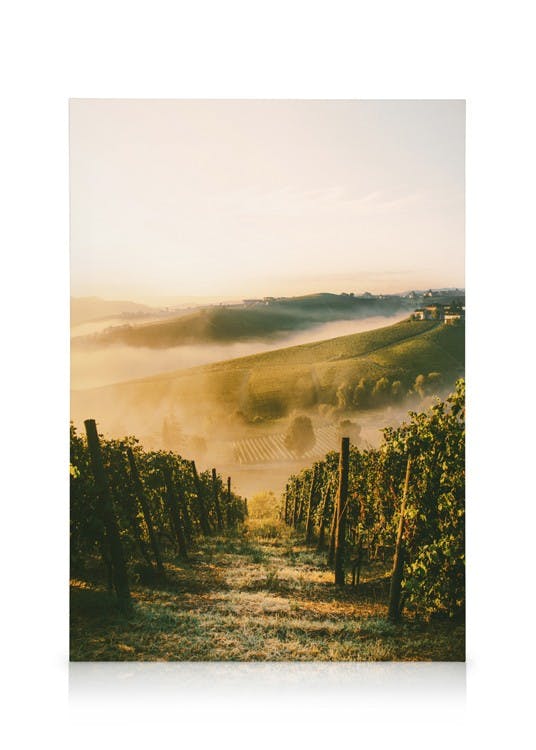 Obrazy na płótnie Langhe Vineyard Obraz na płótnie (30x40 cm)