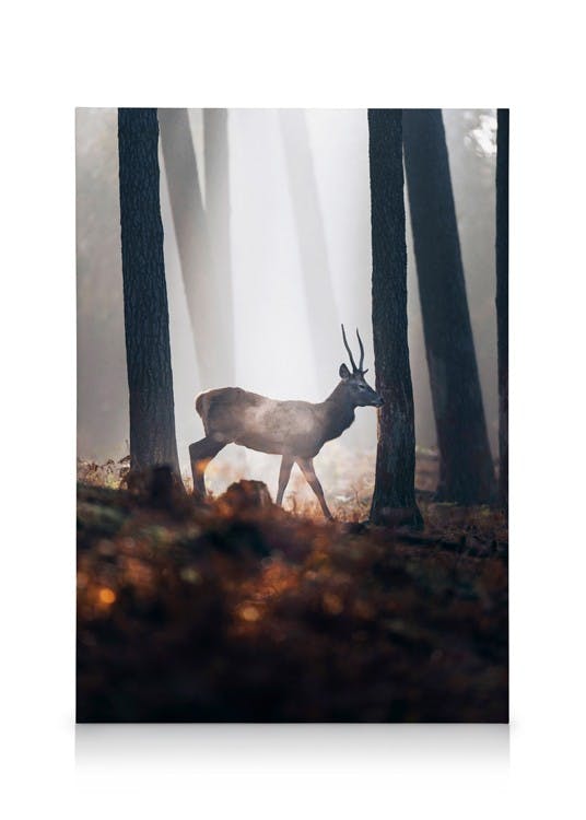 Red Deer Canvas (30x40 cm)