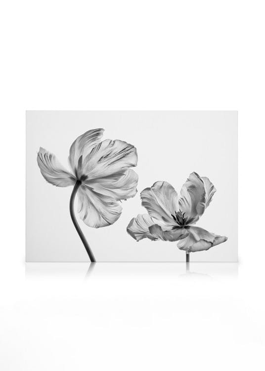 Canvas Prints Black and White Tulips Canvas print (50x70 cm - Oak Frame)