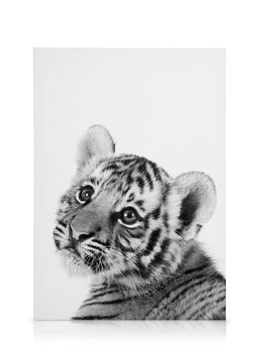 Canvas Prints Baby Tiger Canvas print (30x40 cm - Oak Frame)