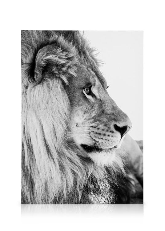 Canvas Prints Lion Profile Canvas print (50x70 cm - Oak Frame)