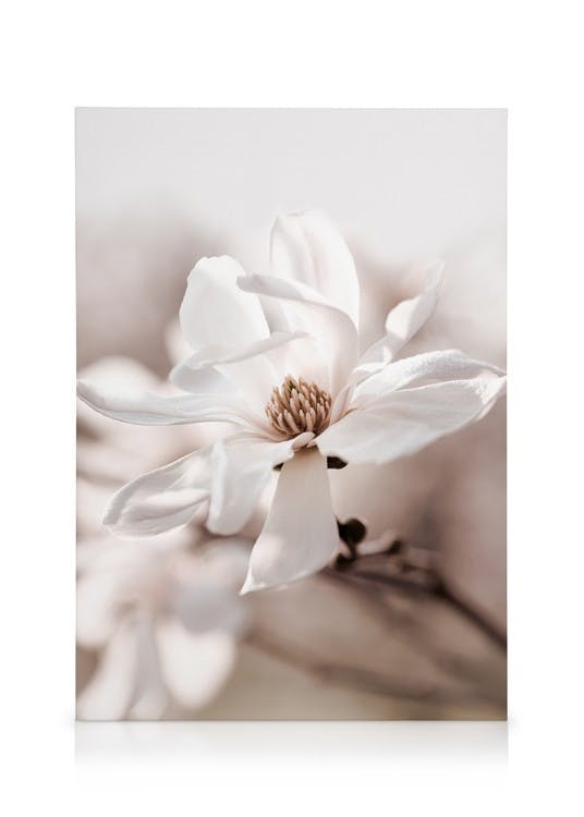 Star Magnolia Blossom Stampa su Tela (30x40 cm - Cornice in rovere)- Fiori