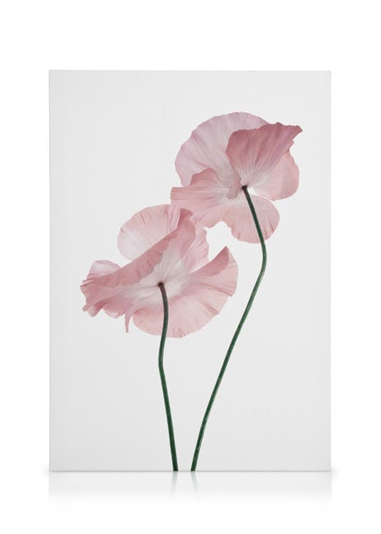 Obrazy na płótnie Pink Poppies Obraz na płótnie (30x40 cm - Ramka dębowa)