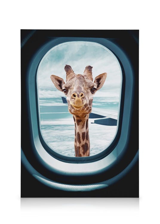 Canvastavlor Peek-A-Boo Giraffe Canvastavla (50x70 cm)