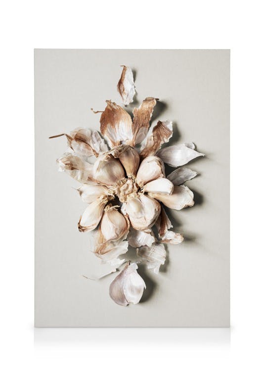 Flower of Garlic Tableau sur toile (50x70 cm) - Toiles