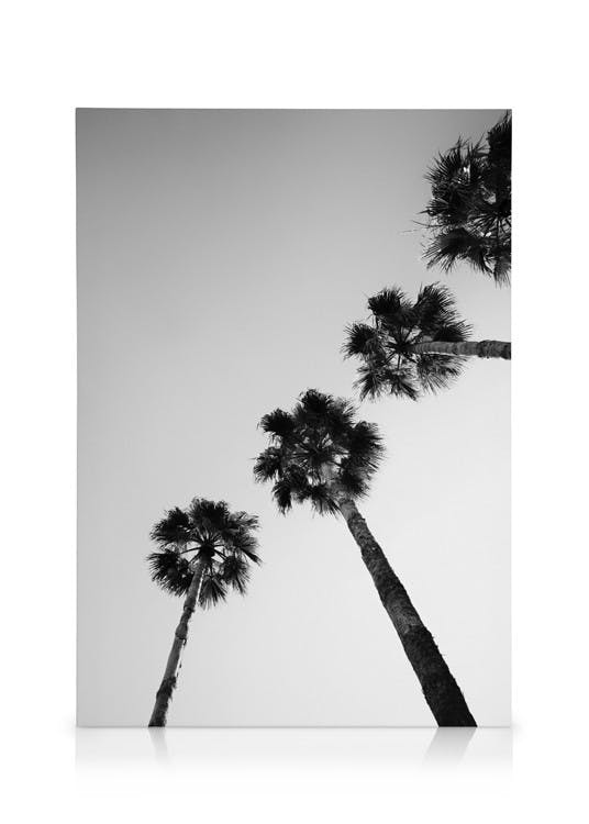 Palm Tree Line Up Canvas (50x70 cm - Fotokaders zwart)