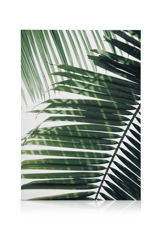 Canvas Prints Sunray Palm Canvas print (50x70 cm - Black Frame)