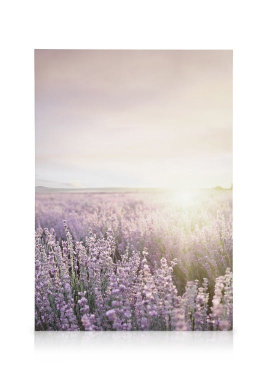 Canvas Prints Lavender Field Canvas print (30x40 cm)