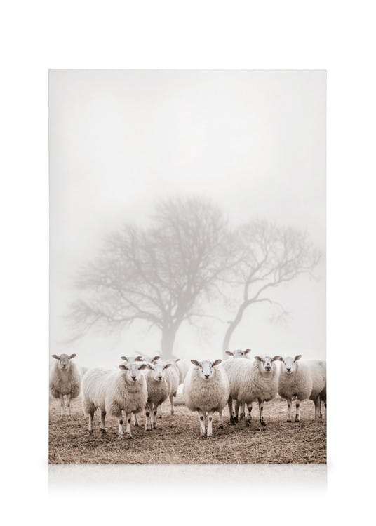 Obrazy na płótnie Sheep Herd Obraz na płótnie (30x40 cm - Czarna ramka)