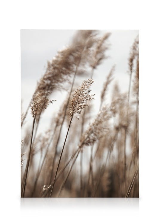 Swaying Reeds No1 Toile (70x100 cm - Cadre de chêne) - Plantes vertes