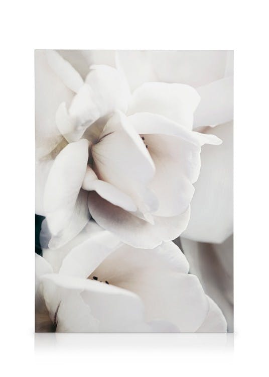 Canvas Prints Milky Rose No1 Canvas print (30x40 cm)