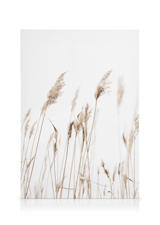 Obrazy na płótnie Sunny Reeds No1 Obraz na płótnie (30x40 cm)