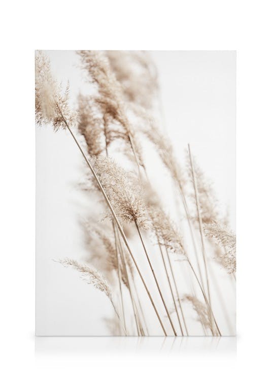Canvas Schilderijen Sunny Reeds No2 Canvas (50x70 cm - Fotolijst Zwart)