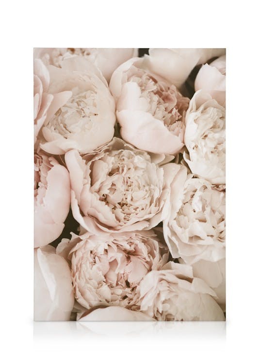 Pastel Peonies Stampa su Tela (50x70 cm - Cornice in rovere)- Fiori