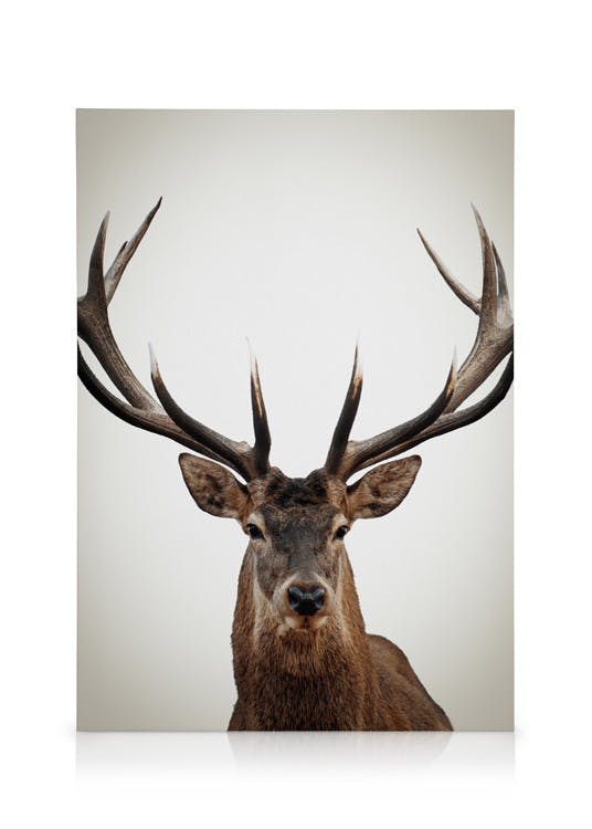 Canvas Prints Winter Deer Canvas print (30x40 cm - Black Frame)