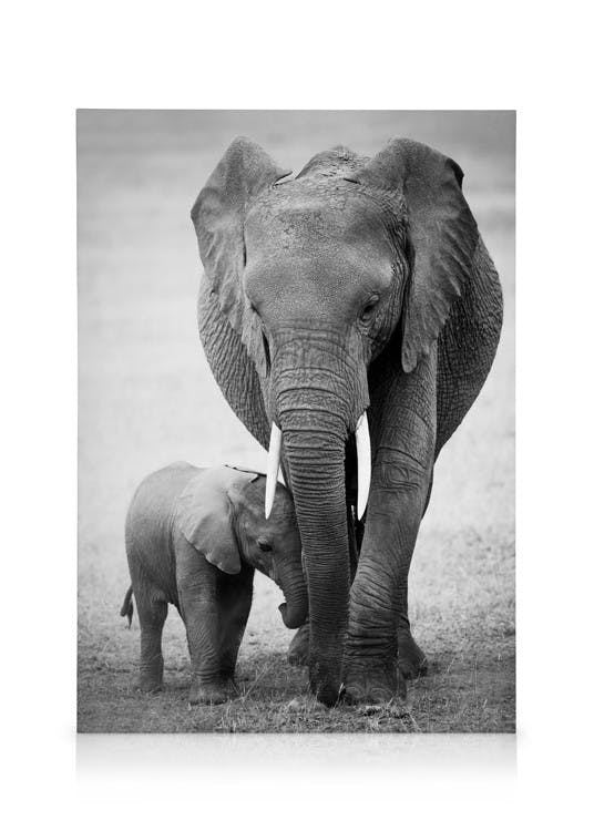 Canvas Schilderijen Elephant Love Canvas (50x70 cm - Fotolijst Zwart)