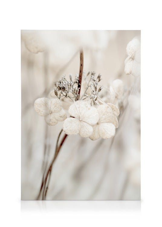 Canvas Prints Decaying Hydrangea Canvas print (30x40 cm - Oak Frame)