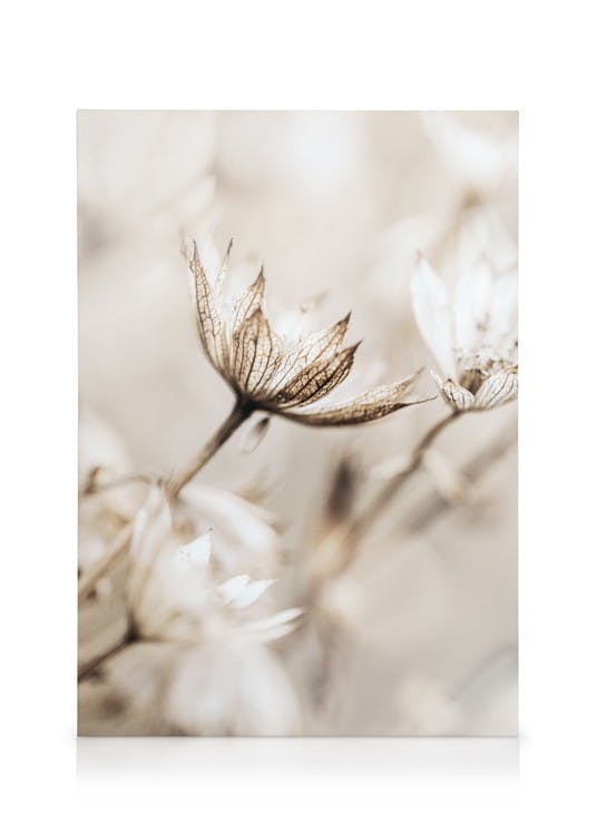 Obrazy na płótnie Dried Flower Close Up Obraz na płótnie (50x70 cm)