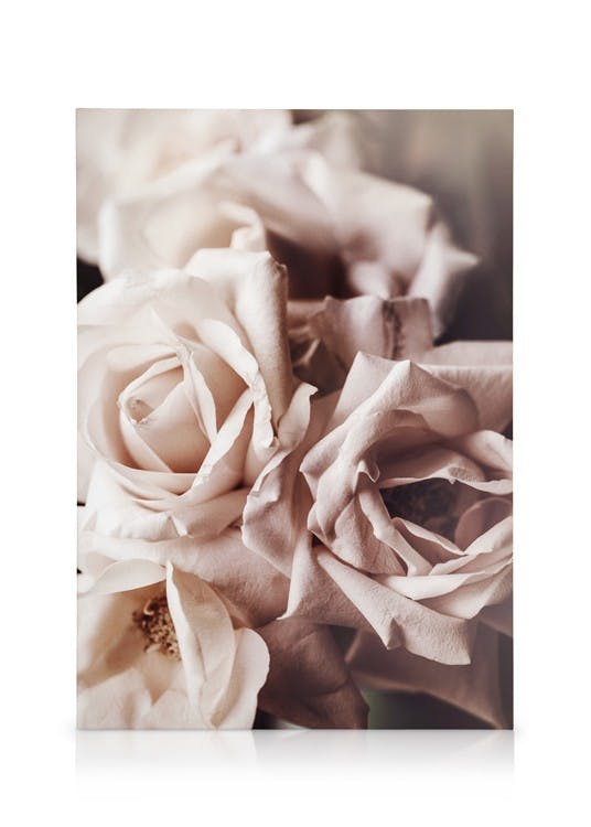 Obrazy na płótnie Dusty Pink Roses No1 Obraz na płótnie (50x70 cm - Czarna ramka)