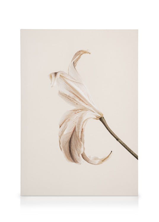 Soft Lily No2 Toile (30x40 cm) - Fleurs