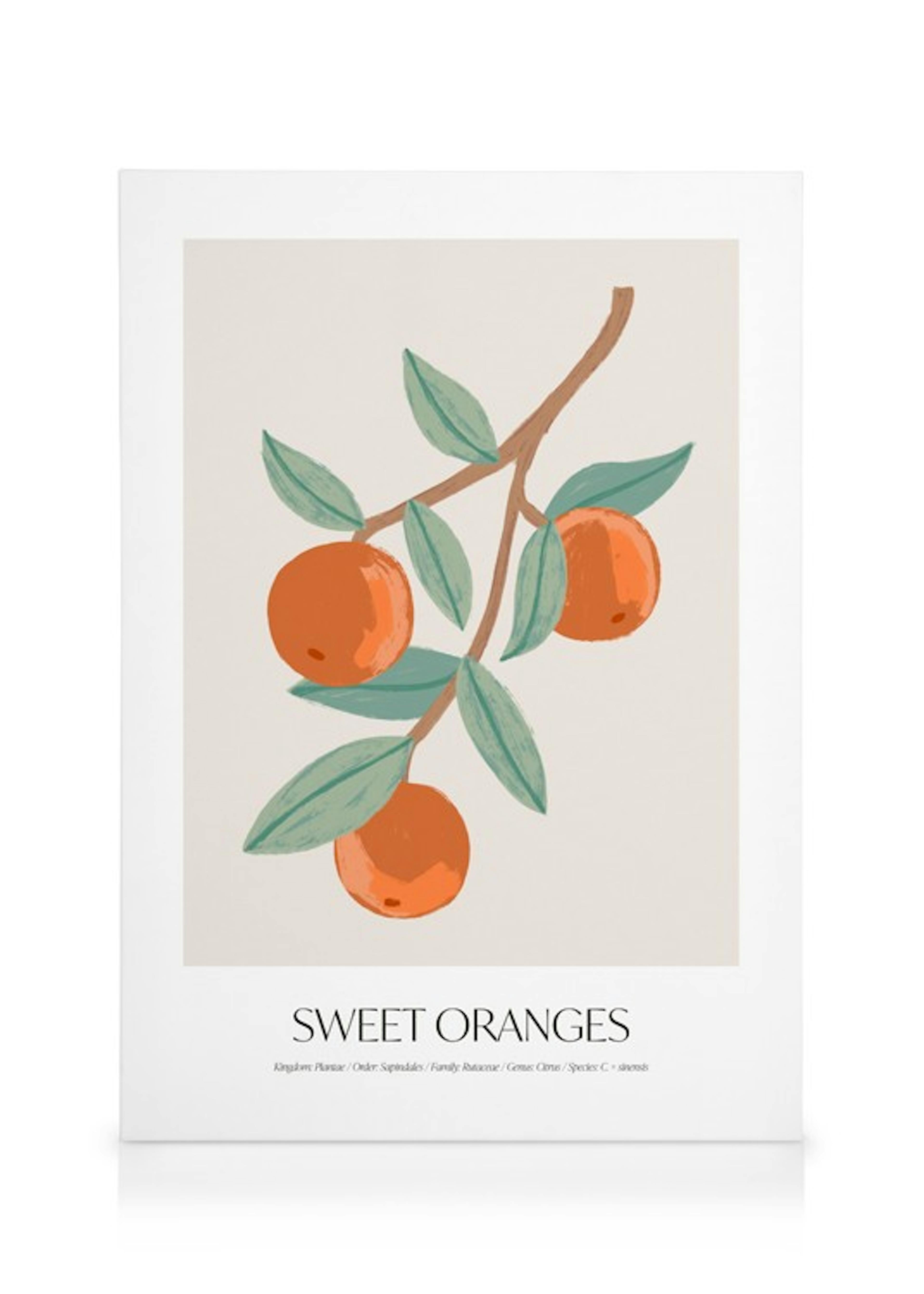 Sweet Oranges Lienzo 0