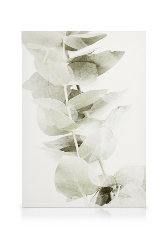 Abstract Eucalyptus No2 Canvas Light eucalyptus leaves