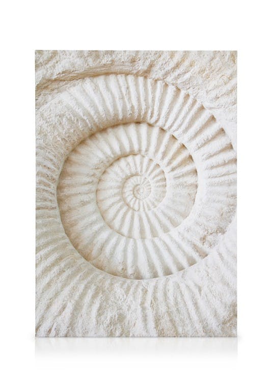 Canvastavlor Ammonite Fossil Canvastavla (30x40 cm - Svart ram)