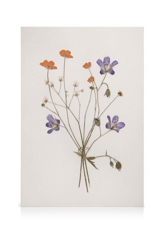 Pressed Flowers No1 Canvas Small pressed flowers