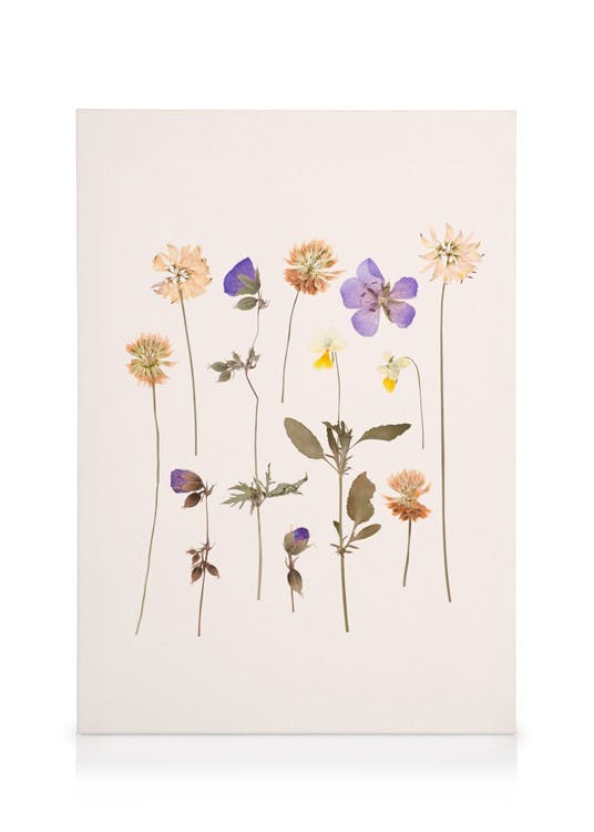 Canvas Prints Pressed Flowers No2 Canvas print (30x40 cm)