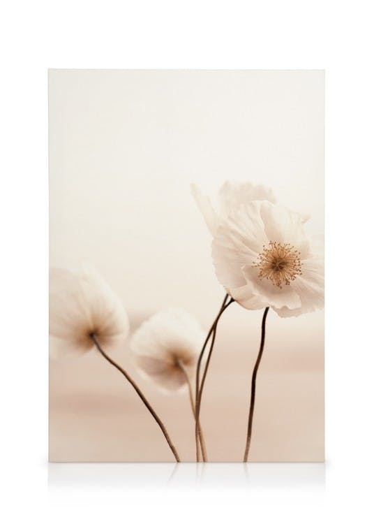 Obrazy na płótnie Pale Poppies Obraz na płótnie (50x70 cm)