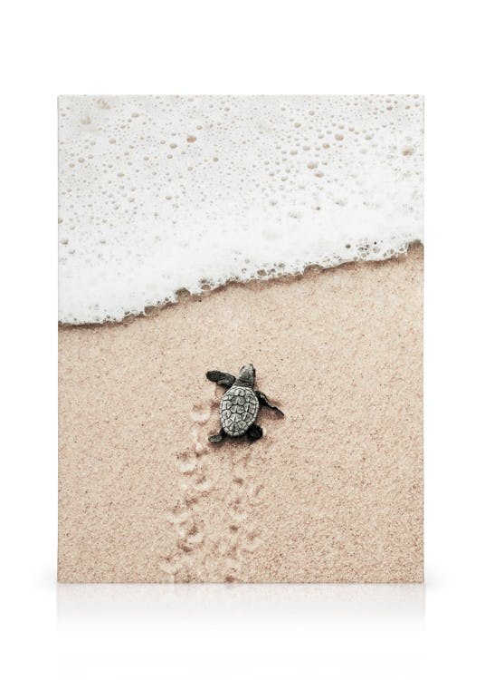 Baby Turtle Toile (30x40 cm) - Toiles