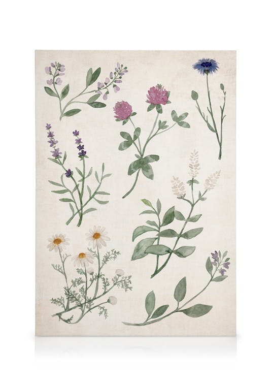 Canvas Prints Herbs and Wildflowers Canvas print (30x40 cm - Oak Frame)