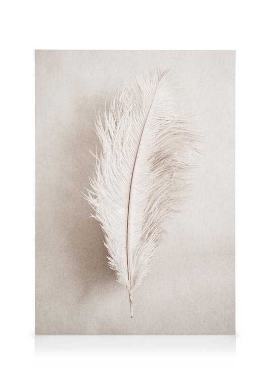 Canvas Schilderijen As a Feather Canvas (30x40 cm - Fotolijst Zwart)