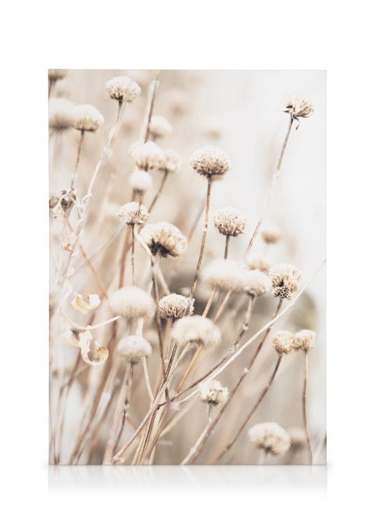 Canvastavlor Delicate Dry Flowers Canvastavla (50x70 cm - Ekram)