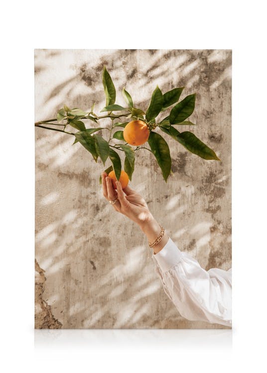 Canvas Prints Picking Oranges Canvas print (30x40 cm - Oak Frame)