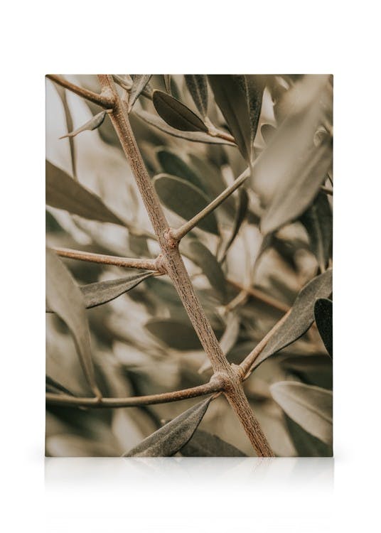 Detailed Olive Branch Poster (50x70 cm - Cadre noir) - Plantes vertes