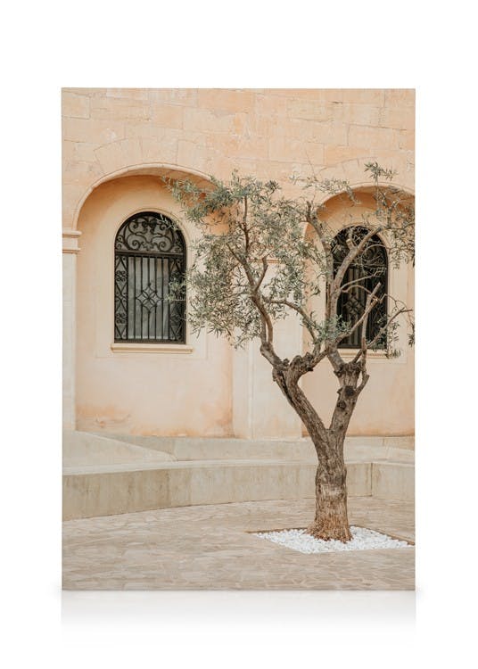 Obrazy na płótnie Lonely Olive Tree Obraz na płótnie (50x70 cm - Ramka dębowa)