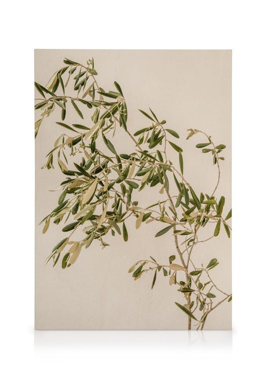 Obrazy na płótnie Mediterranean Olive Branch Obraz na płótnie (50x70 cm - Ramka dębowa)