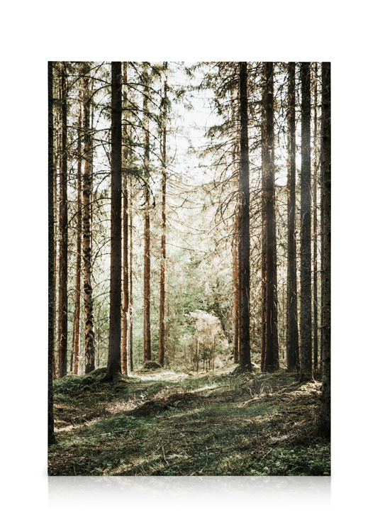 Forest Grove Canvas - Pine tree forest - desenio.com