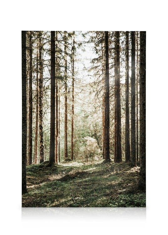 Obrazy na płótnie Forest Grove Obraz na płótnie (70x100 cm)