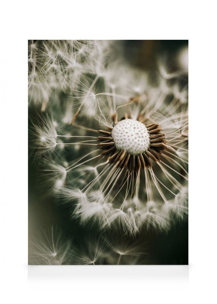 Telas decorativas Dandelion in Green Tela (30x40 cm - Moldura de Carvalho)