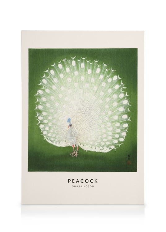 Obrazy na płótnie Ohara Koson - Peacock Obraz na płótnie (30x40 cm - Czarna ramka)